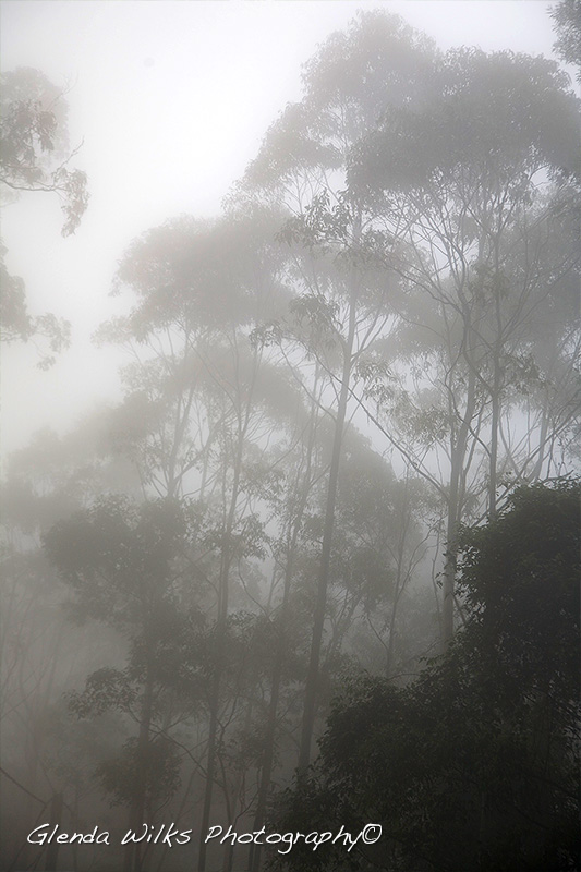 early morning fog on Mount Glorious